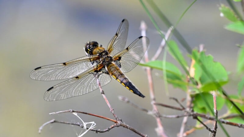 A dragonfly with transparent wings perches on a thin branch. The dragonfly has a patterned body with shades of brown and yellow. Blurry green foliage and a grey background are visible in the distance, adding to the natural setting.