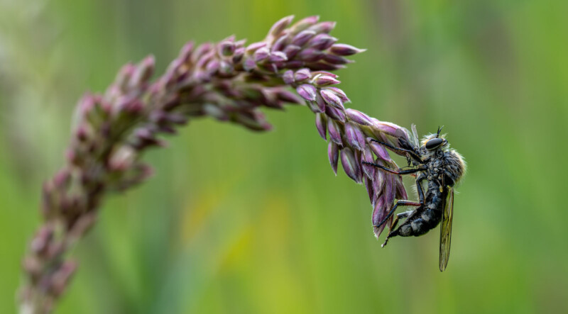 A close-up of a black fly with translucent wings perched on a curved purple flower bud. The background is blurred with shades of green and yellow, highlighting the insect and flower.