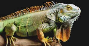 Iguana photo generated by Amazon Titan