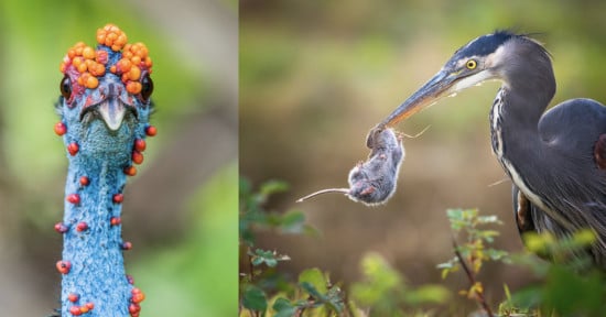 Bird Photographer of the Year