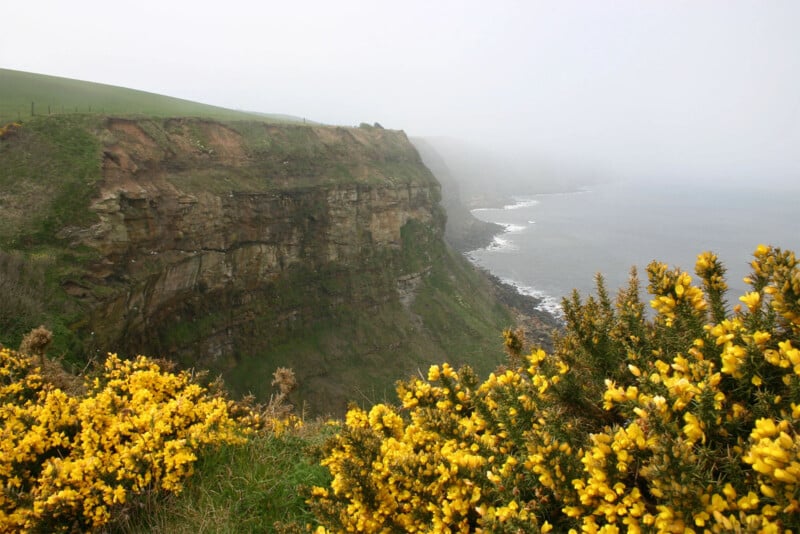 A coastal cliff covered in yellow wildflowers overlooks a misty shoreline. The rocky cliffside descends sharply to the sea, while the hazy horizon merges the gray sky with the calm waters below. Green grass tops the cliff edge, creating a serene, natural landscape.