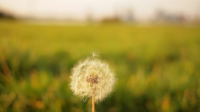 dandelion-691658_640