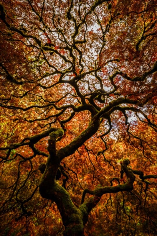 A striking view from beneath a Japanese maple tree with twisted branches reaching out in various directions, adorned with vibrant autumn foliage in shades of red, orange, and yellow. The dense leaves create a colorful canopy against the light filtering through.