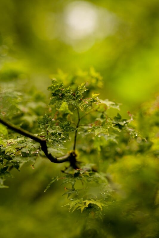 Close-up of bright green leaves on a tree branch with water droplets, set against a blurred, lush green background in a serene forest setting. The image captures the fresh, vibrant essence of nature after rainfall.