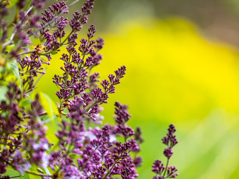 A close-up view of purple lilac flowers blooming with a backdrop of bright yellow and green blurred colors, creating a vibrant and colorful scene. The lilac flowers are in focus, displaying their delicate petals and intricate details.