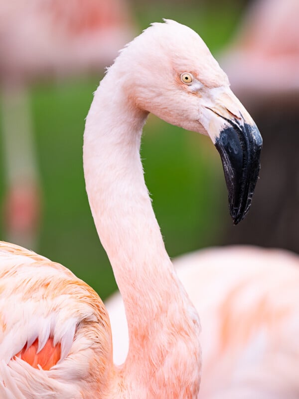 Close-up of a flamingo with pale pink feathers and a curved black-tipped beak, standing against a blurred green background. The flamingo's long neck is gracefully extended, highlighting its elegant and distinctive features.