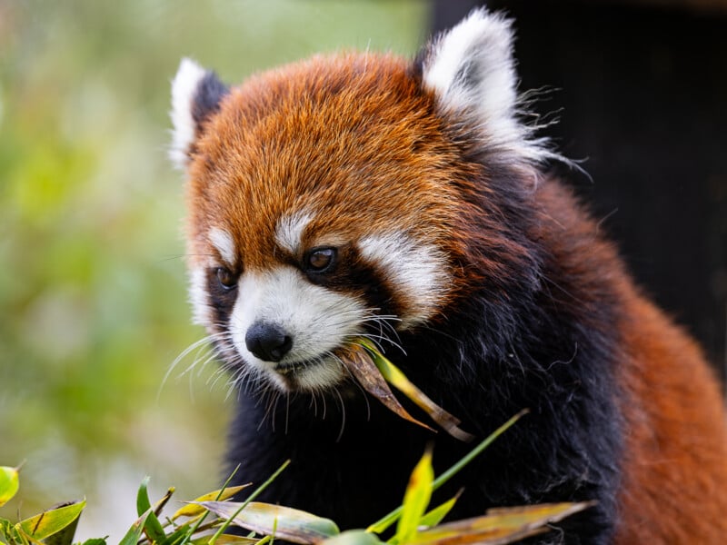 A close-up of a red panda with fluffy reddish-brown fur and white facial markings. It is chewing on green bamboo leaves amidst a blurred natural background.