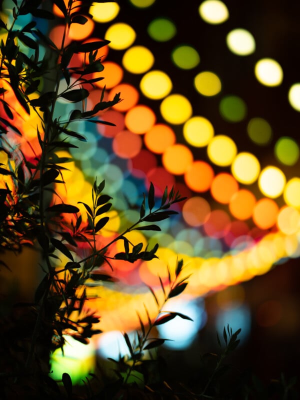 A close-up of a plant with blurred, colorful bokeh lights in the background, creating a festive and vibrant atmosphere. The lights are arranged in a diagonal pattern with hues of yellow, orange, green, blue, and red.