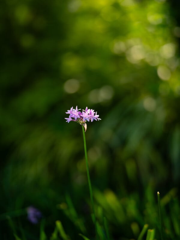 A single pink flower on a slender stem stands out against a blurred, green, and lush background. The soft sunlight highlights the delicate petals and creates a serene, natural atmosphere.