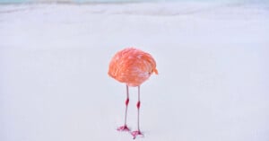 A flamingo stands on a beach with its head tucked away, making its body appear headless. The sand is white, and the pastel-colored ocean is calm in the background. The lighting is soft, creating a serene and minimalist scene.