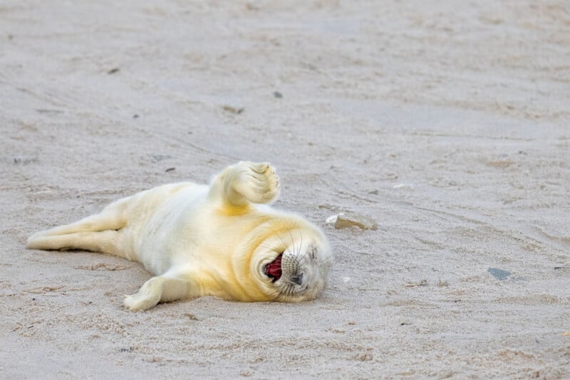 A baby seal with white fur is lying on its back on sandy ground, with one flipper raised in the air and its mouth open, appearing to yawn or laugh.