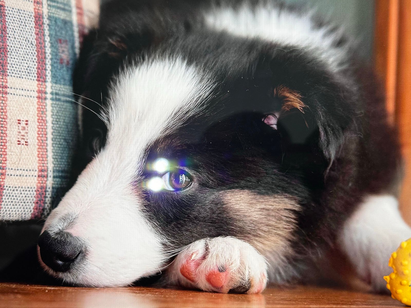 A black and white puppy with a mixed fur pattern lies on its side on a wooden floor. Its head rests on its paw, and two small eye reflections are visible. Part of a plaid fabric can be seen in the background, and a yellow toy is partially visible on the right side.