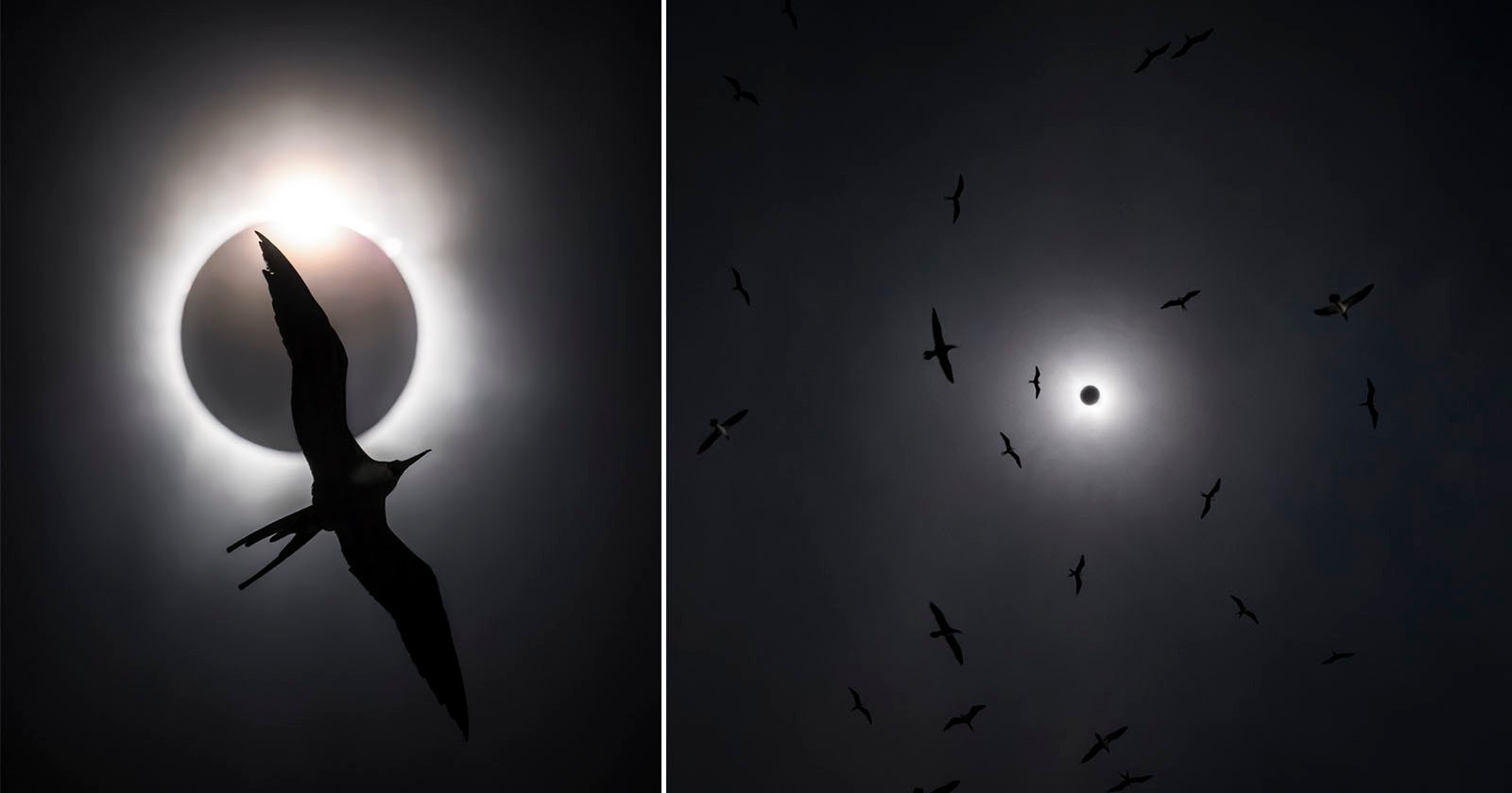 A split image showing a solar eclipse. on the left, a silhouette of a bird flying in front of the eclipsed Sun with a bright corona; on the right, multiple birds flying around the darkened Sun with a glowing halo.