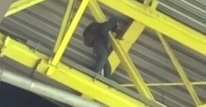 A person in dark clothing and a hood walks on a yellow steel beam beneath a metal roof. The background shows part of the structure of what appears to be an industrial or construction site.