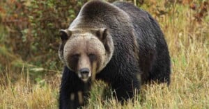 Photographer Helps Grizzly Bear Narrowly Escape Moving Train