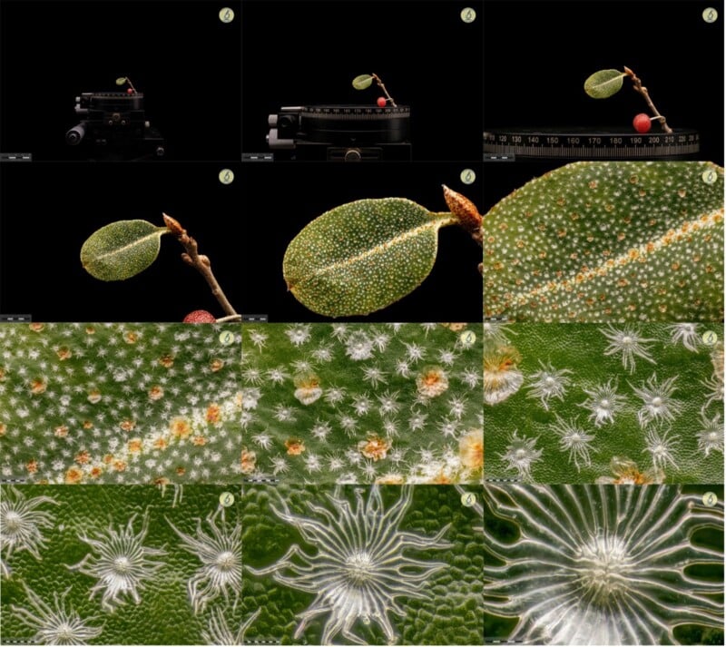 A collage of 12 images showcasing a close-up examination of a small leaf and its textured surface. The images progress from a view of the whole leaf to highly magnified shots, revealing fine details and intricate patterns on the leaf's surface.