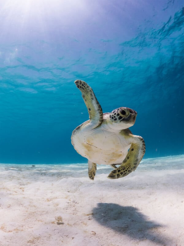 A sea turtle swims gracefully near the sandy ocean floor with clear blue water above, sun rays penetrating the surface and illuminating its shell.