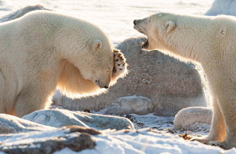 Two polar bears interact on a snowy landscape. One bear has its paw on its head, looking down, while the other bear stands facing it with its mouth open as if growling or roaring. Rocks and patches of ice surround them, adding to the wintry scene.