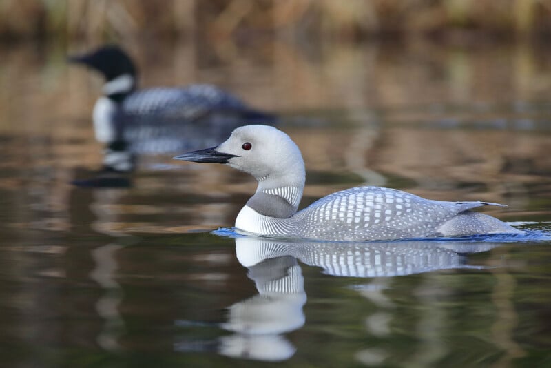 Two loons swim on a calm water surface. The loon in the foreground has a checkerboard black-and-white pattern with a white head and neck, while the background loon is more blurred, displaying typical black and white markings. The water reflects both birds.