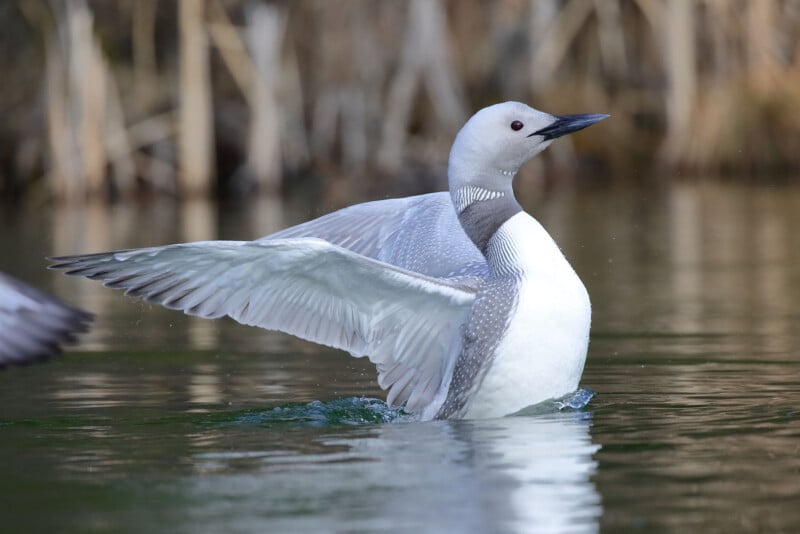 A loon spreads its wings while floating on a calm body of water. The background shows blurred reeds and foliage. The bird's white plumage and dark beak are highlighted against the serene water. Its wings are partially raised, showcasing intricate feather details.