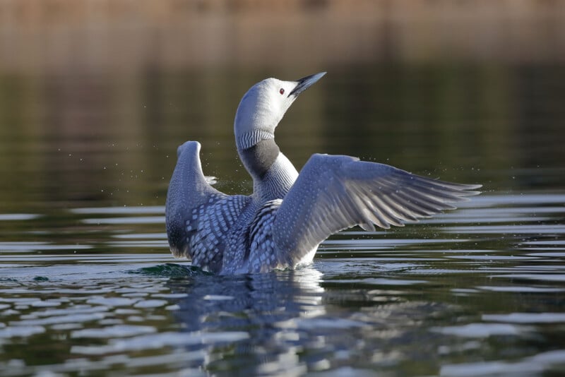 A loon with a striking black and white plumage spreads its wings while floating on calm water. The bird's head is turned slightly upward, and droplets of water can be seen around it, indicating recent movement. The background is softly blurred with natural colors.